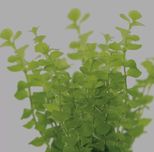 Lysimachia nummularia aurea