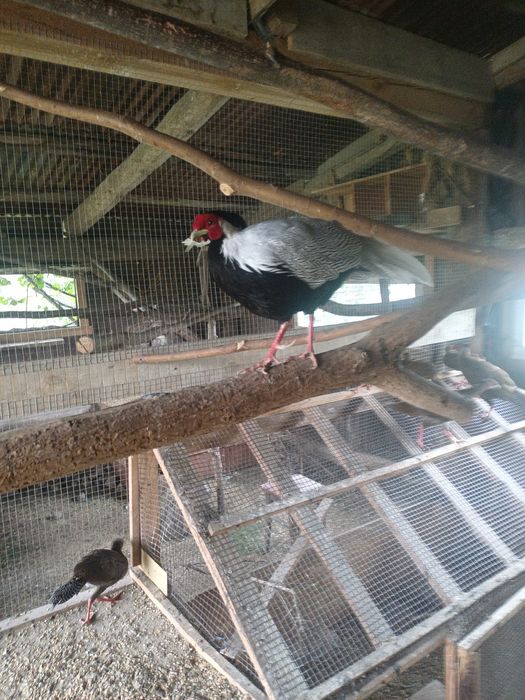 Bażanty  srebrne młode