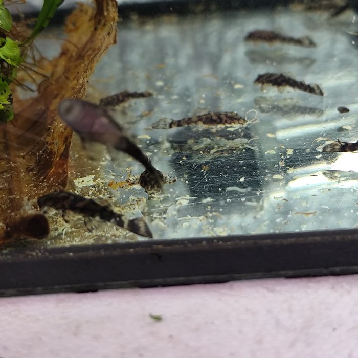 Zbrojnik L519 Ancistrus sp. „Rio Itenez” (Kiefneri II)