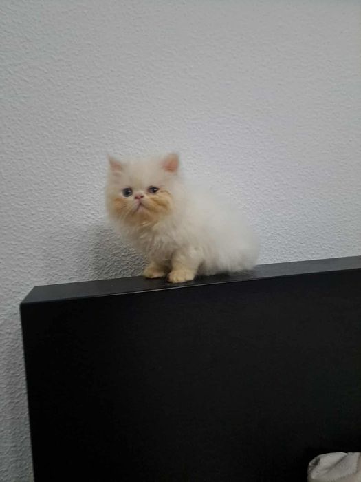Gatinha persa linda branca