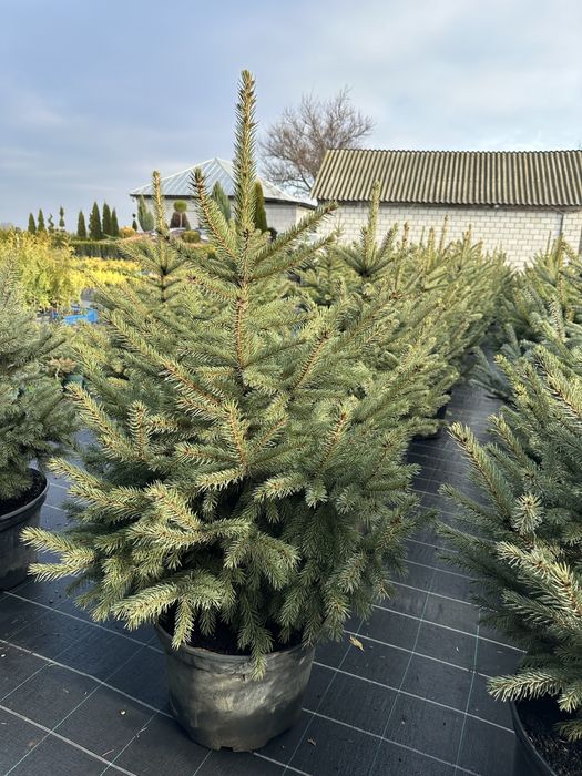 Ялинка, ялинка новорічна , ялинка Кейбаб, жива ялинка, йолка