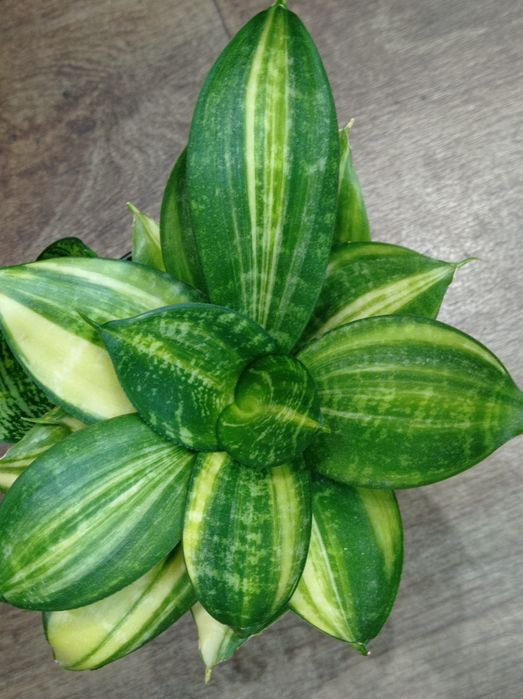 Сансевиерия Лонг лиф  Перл Янг Виена Зиберт вар Зебра Голод флейм