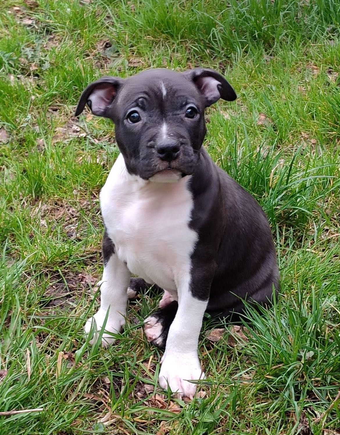 Czarny chłopak amstaff hodowla FCI szczeniak do odbioru