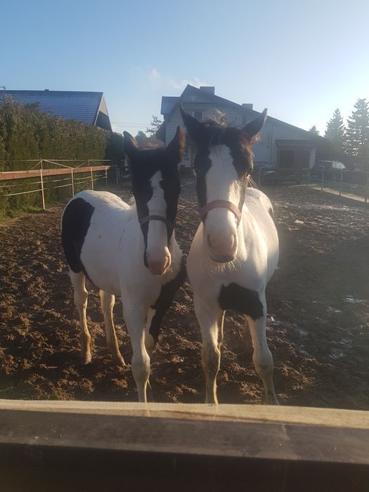 Para źrebiąt - ogierki, ogier