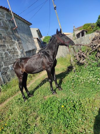 Cavalo Puro Sangue Lusitano Preto