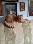Rudy kocurek do adopcji szczecin