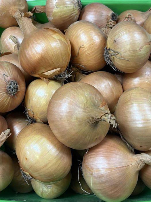 Цибуля сорт Радар, лук
