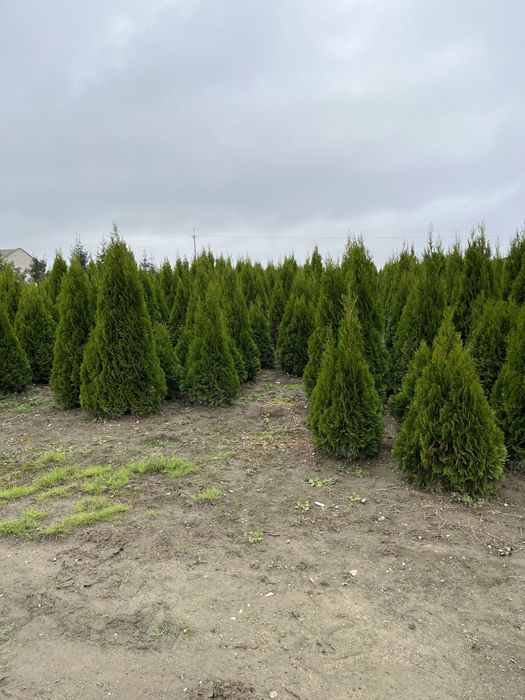 Żywotnik zachodni 'Smaragd' Thuja occidentalis 1,8 m