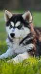 Husky, niebieskooki, kochany