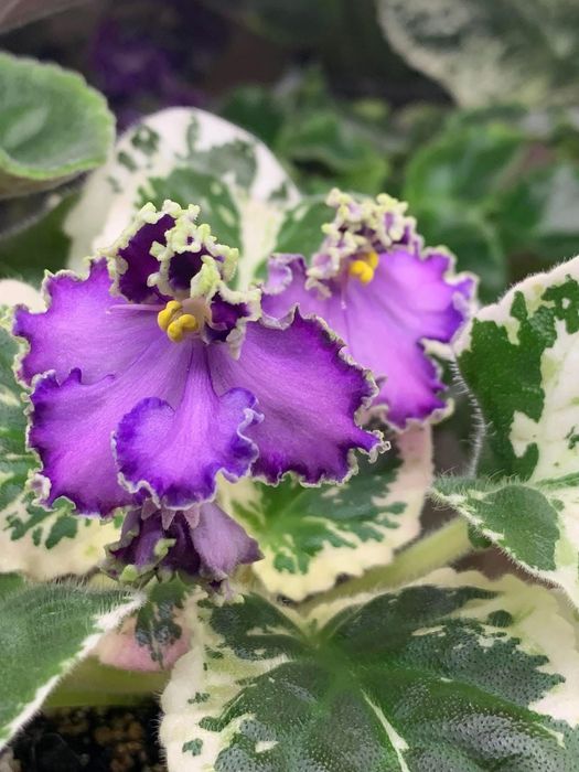 Фиалки сортовые. Стартеры , детки , укорененные листы