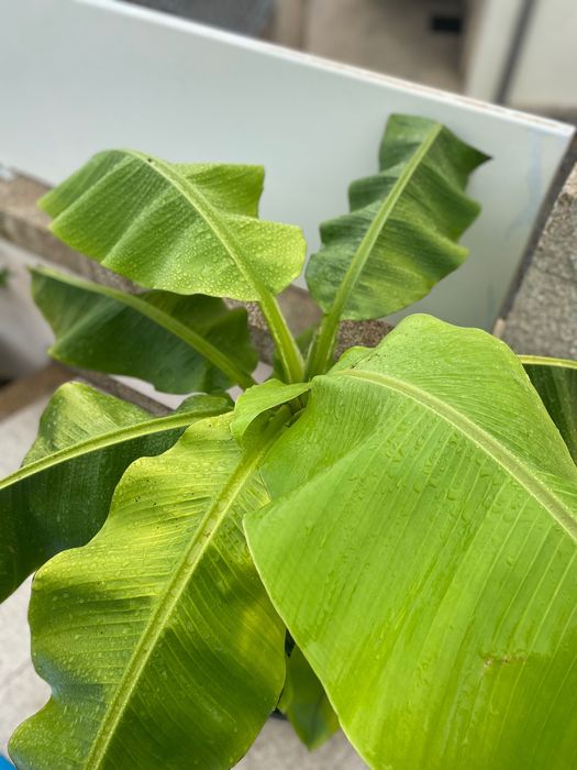 Bananeira „Musa basjoo“ com 7 rebentos