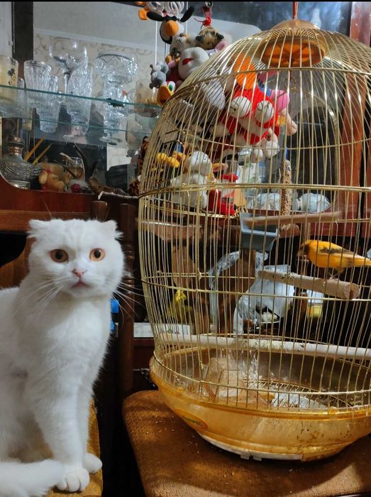 Клітка для птахів, вживана