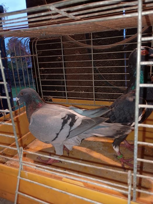 Gołębie rzeszowskie 2024/2025 samice i samce