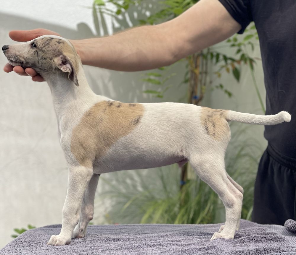 Whippet chłopiec gotowy do odbioru ZKwP Revirado FCI
