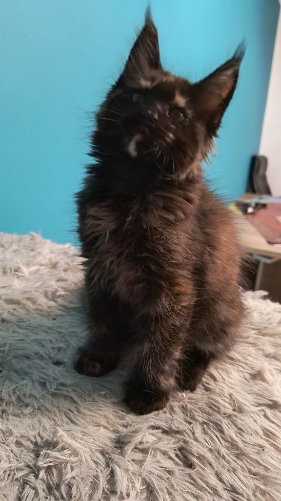 Kotka Maine coon- do hodowli