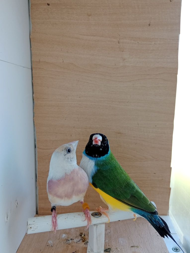 Casais de diamante de gould