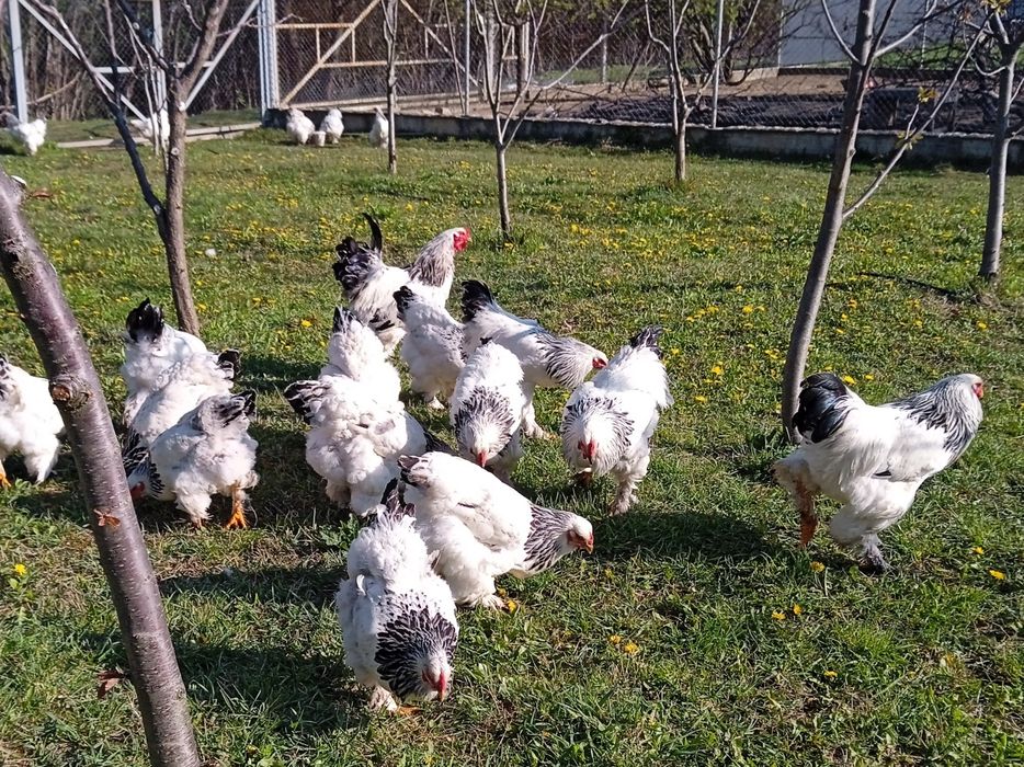 Продам сім'ю світлої Брами.