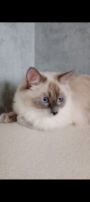Śliczna kociczka ragdoll