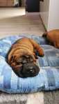 Shar Pei Związek Kynologiczny w Polsce