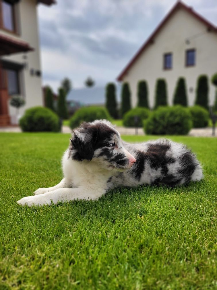 Border Collie Szczeniak