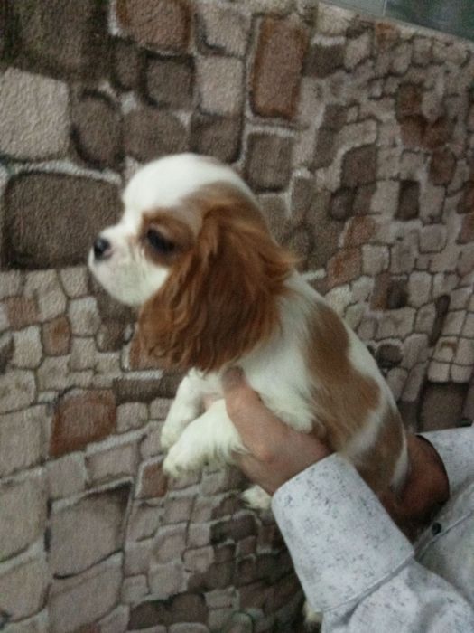 Cavalier  King Charles Spaniel pies