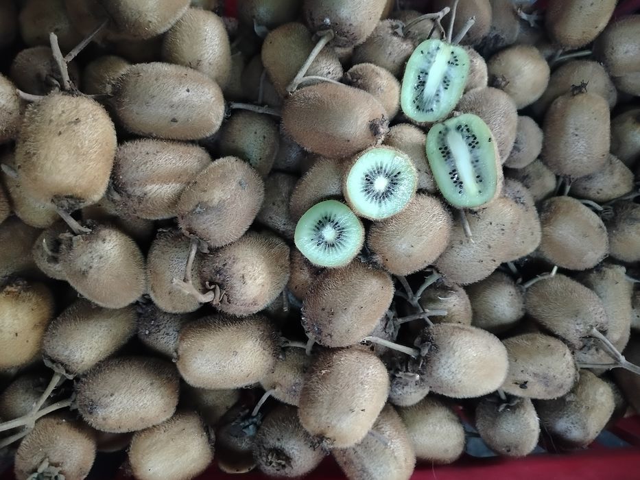 Плоди ківі домашні смачні