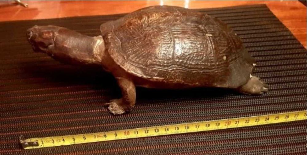 żółw preparowany z PRL