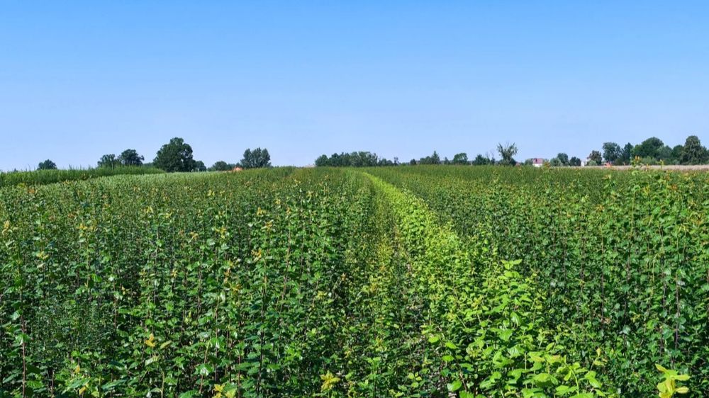 Саженцы плодовых Персик, Груши,Яблони, Нектарин, Абрикос, Колоновидные