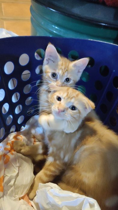 Котята шотландские