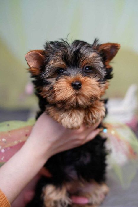 Йорк у серці: знайди свого друга!