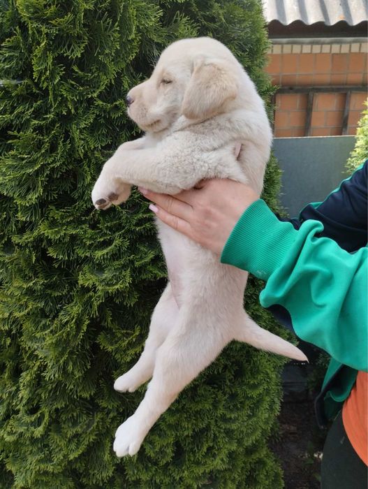 Продам цуценят Лабрадорів