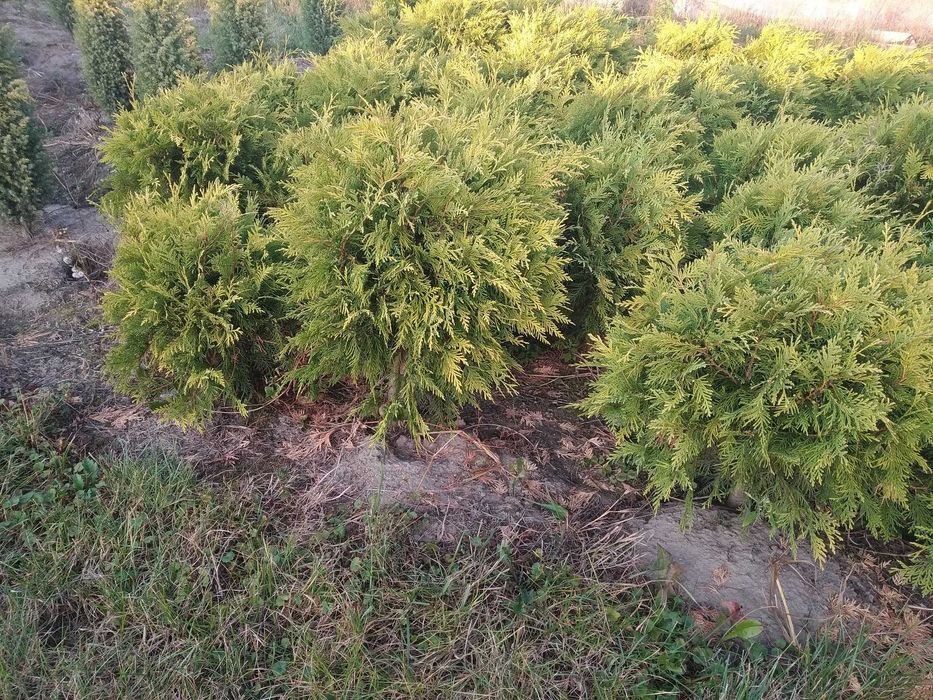 Tuja Golden Gloge 35-45 cm , złota kula, Kraków, juta