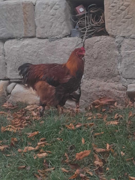 Mlode kogutki zmienia kurnik