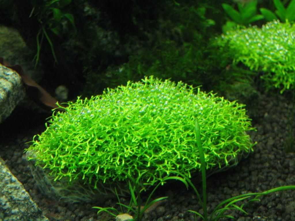 Musgo Christmas/Taiwan/Flame/Riccia/Utricularia - tapete aquário