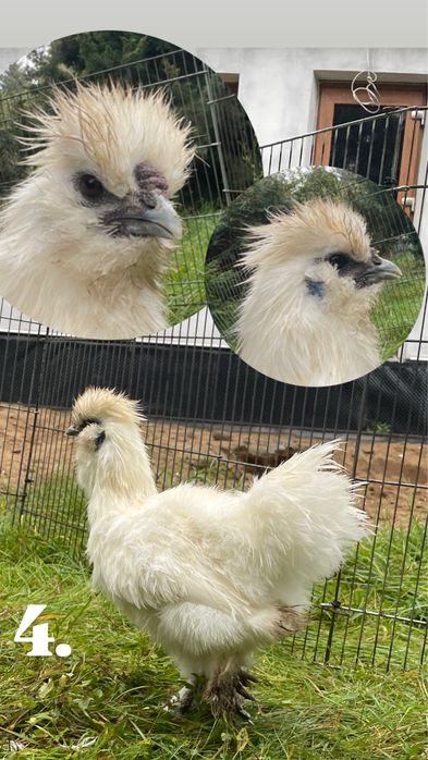 Koguty SILKA jedwabista cena za calosc