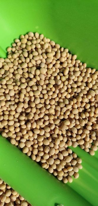 Soja favorit ze zbiorów 2025