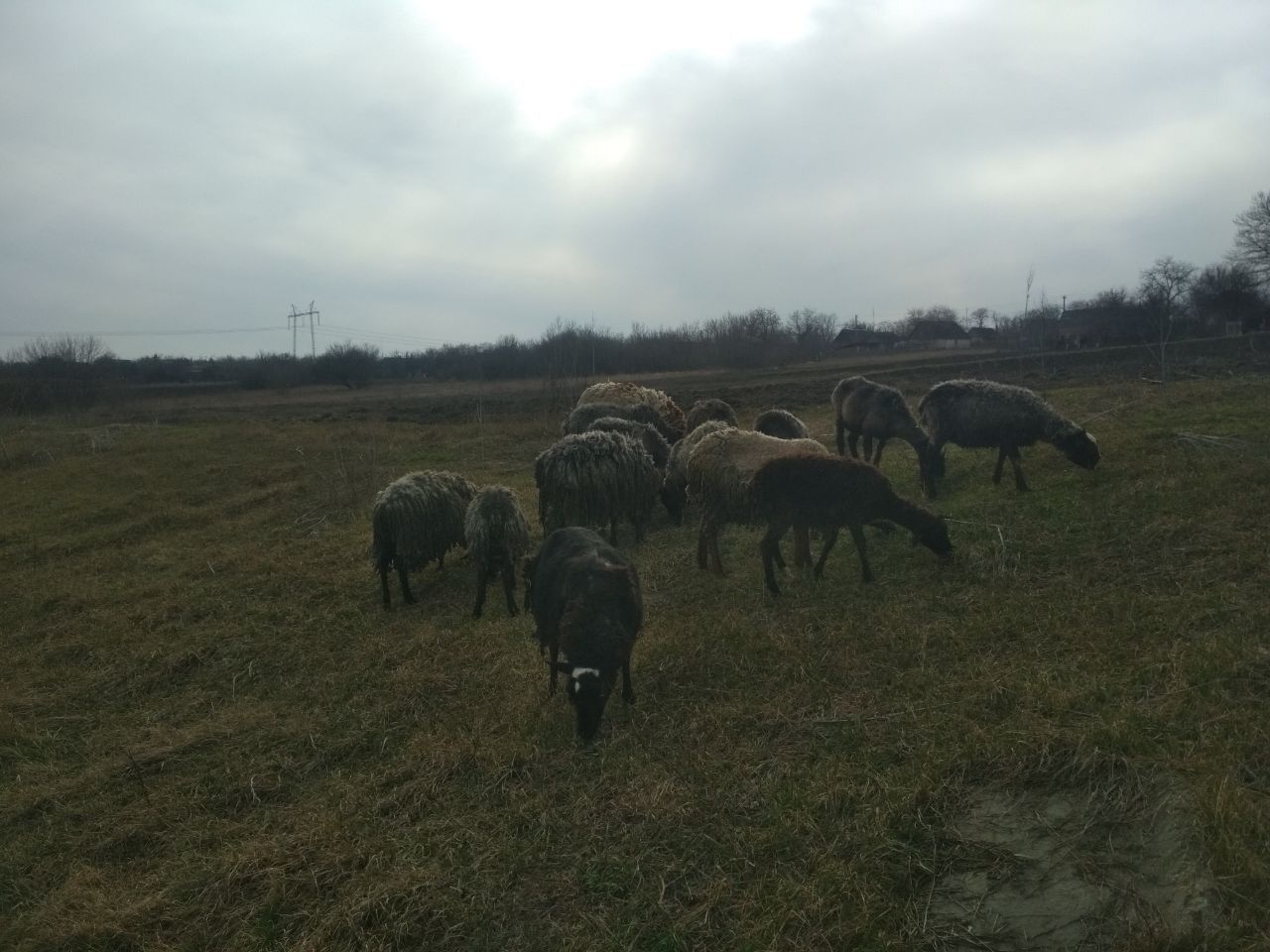 Продам Овец Романовских