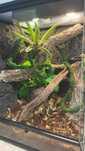 Terrarium Repti Planet z wyposażeniem (Bez gekona)
