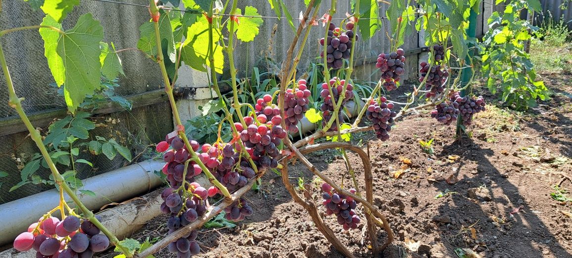 Продам саджанці винограду