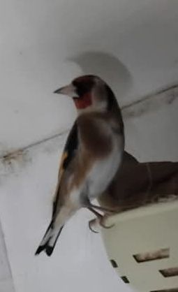 Vendo bons pássaros