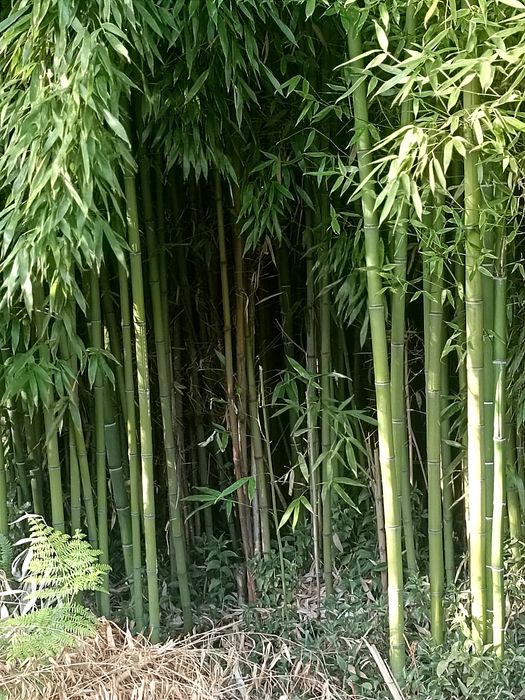 Canas de bambu natural