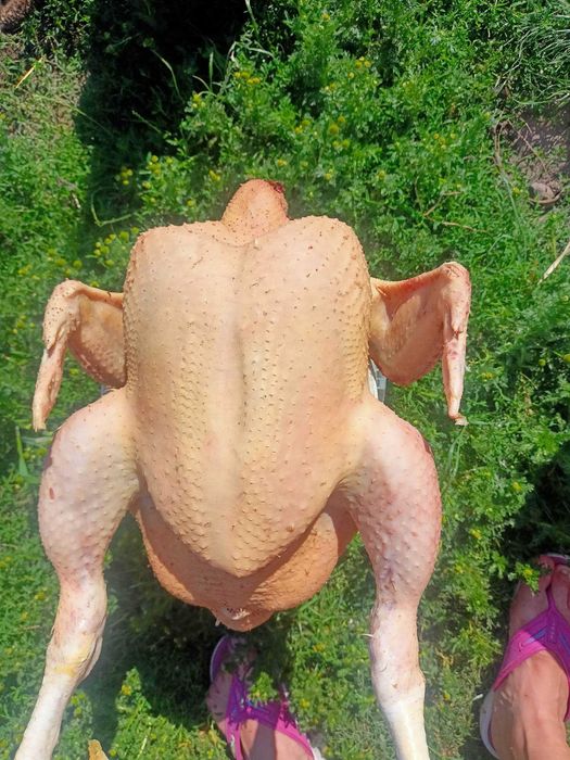 Kurczaki oskubane broilery