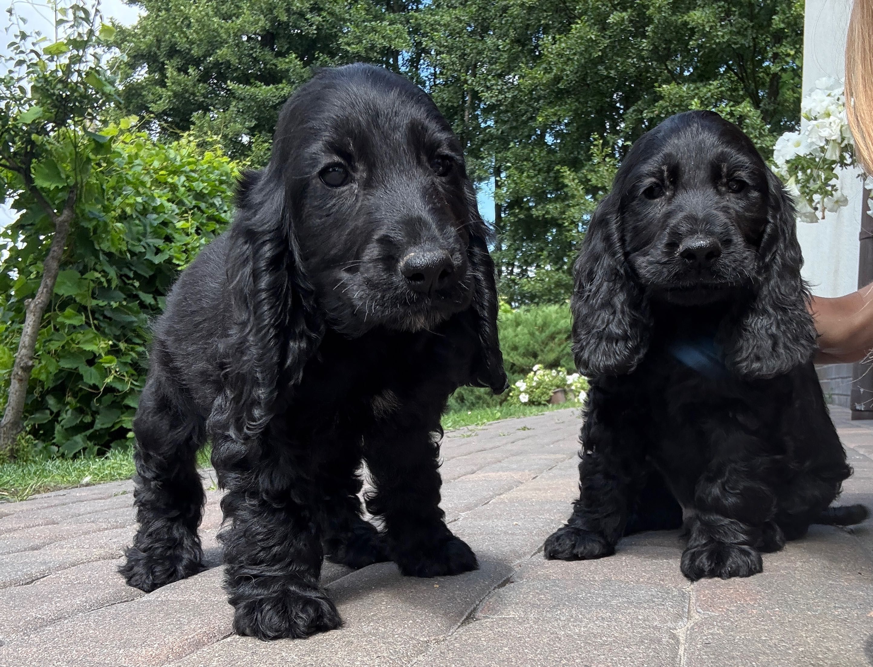 Szczeniaczki po Cocker Spaniel