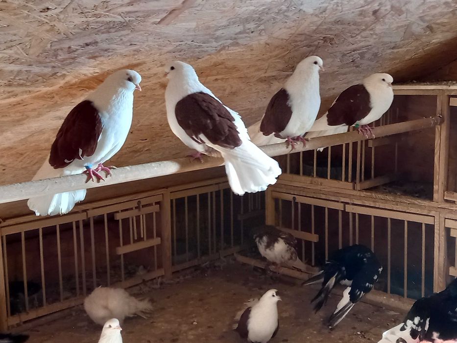 Boki, mikołajeskie czerwone.