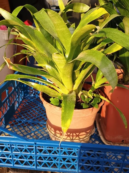 Більбергія цілим кущем