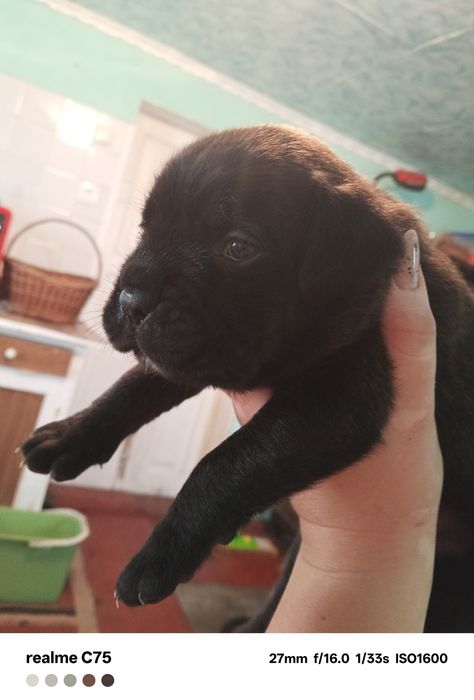 Продаються цуценята Кане корсо