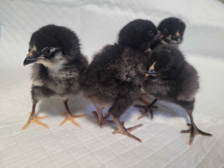 Pisklaki marans fawerola silka Lakenfelder