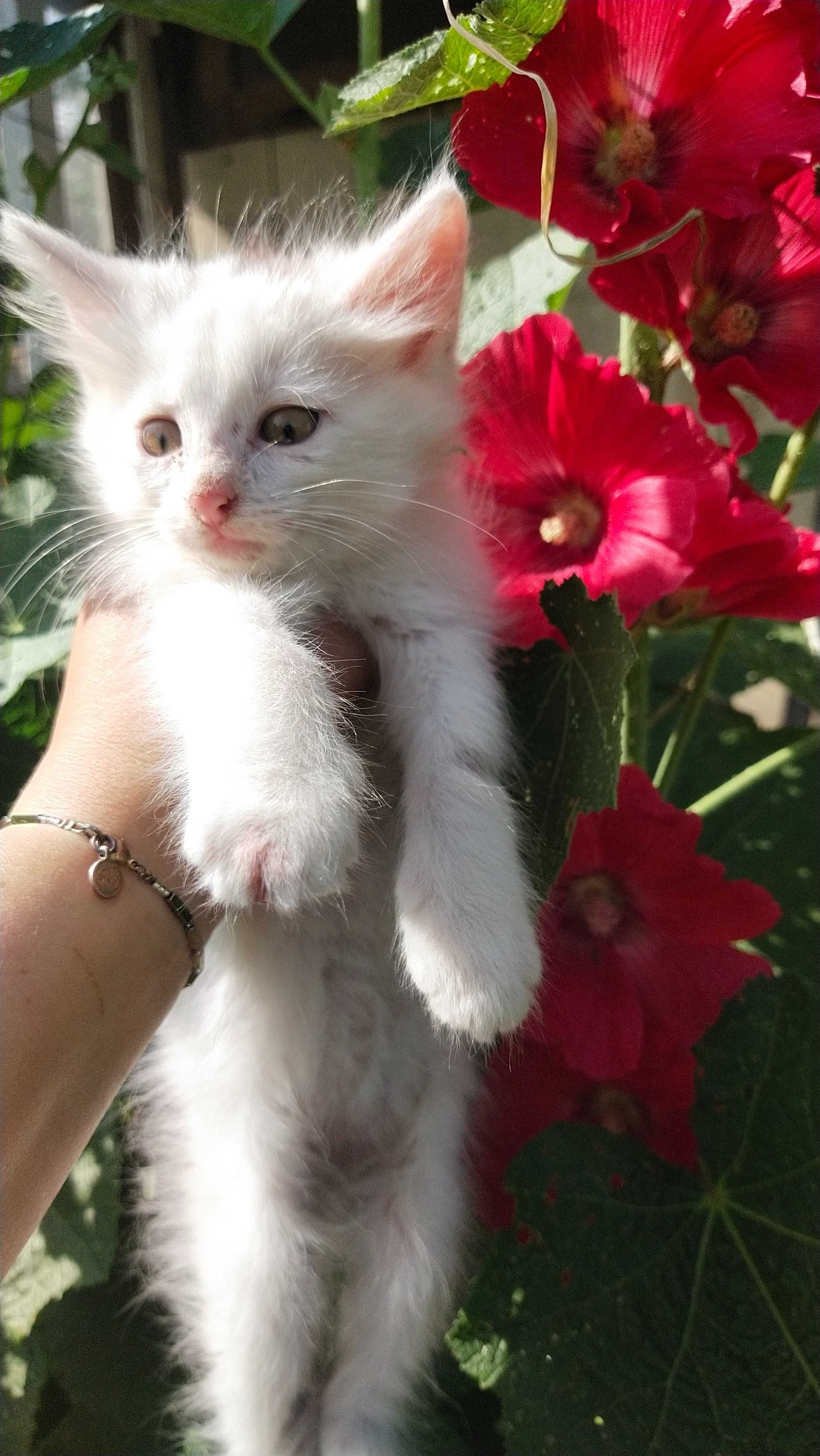 Котик в добрі руки