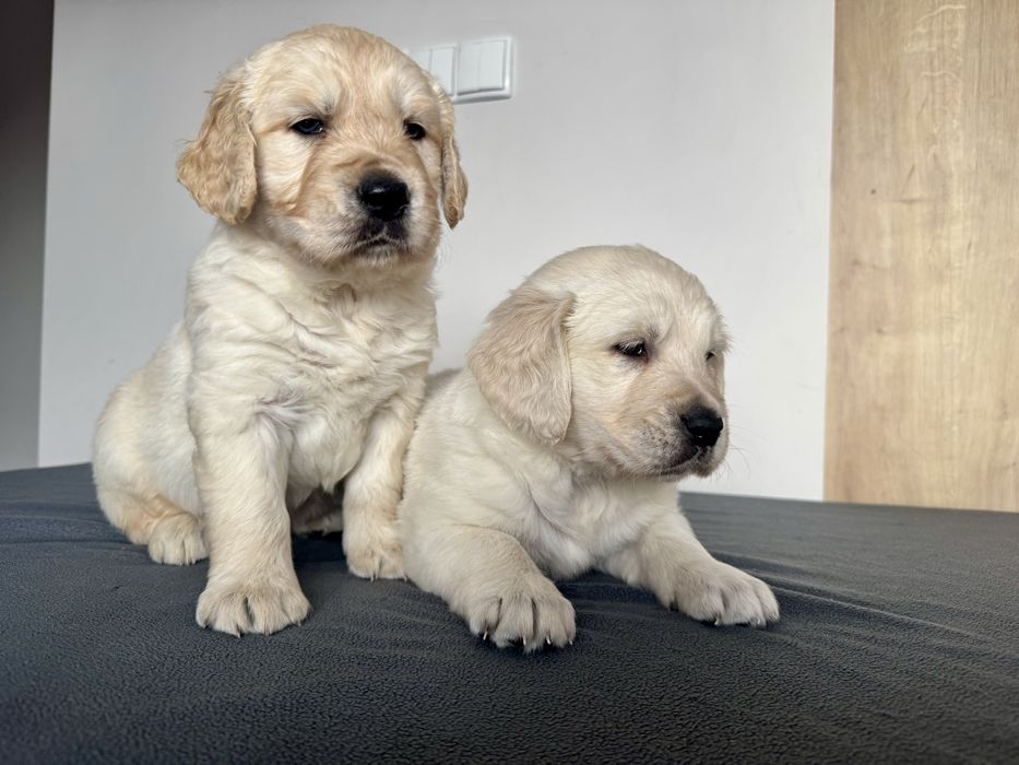 Golden Retriever piękny piesek