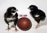 Яйцо для инкубации несушка доминант Д109